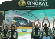 Syngenta Luncurkan Benih Padi Hibrida Ningrat NK2133 Dukung Swasembada Beras