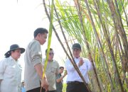 Danantara Investasikan Rp1,5 Triliun Untuk Pembelian Gula Pasir Petani yang Belum Laku di Gudang Pabrik Gula