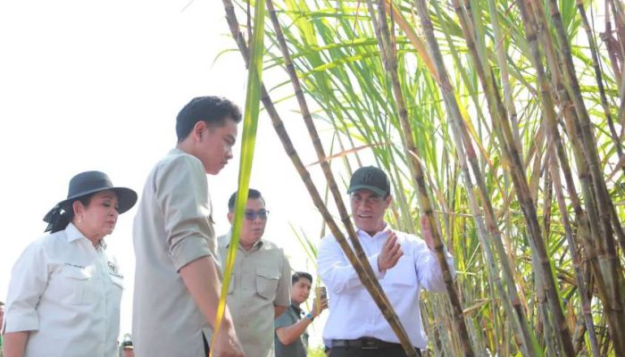 Danantara Investasikan Rp1,5 Triliun Untuk Pembelian Gula Pasir Petani yang Belum Laku di Gudang Pabrik Gula