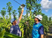 PLN Jatim Siagakan 5.451 Personel, Amankan Pasokan Listrik Selama Natal 2025 dan Tahun Baru 2026