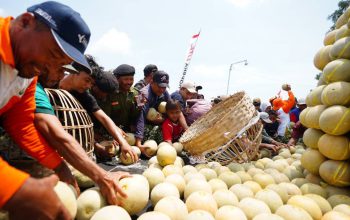Lewat Program Pestani, Petrokimia Gresik Tingkatkan Produktivitas Melon Pantura 10 Persen