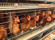 Surplus Melimpah, Ekspor Unggas RI Tembus 545 Ton di Maret 2026