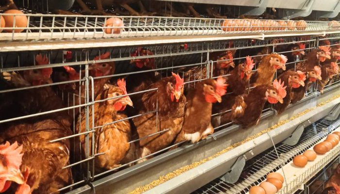 Surplus Melimpah, Ekspor Unggas RI Tembus 545 Ton di Maret 2026