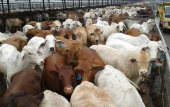 Target Swasembada Daging, Pemerintah Incar Sapi Indukan Unggul dari Brasil