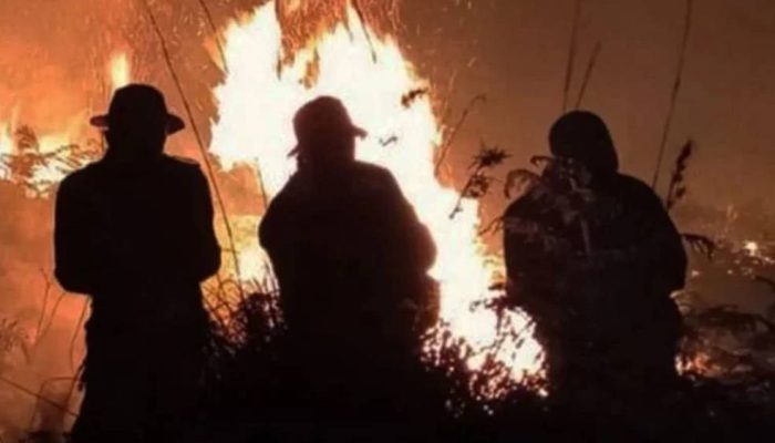 Masuki Puncak Kemarau, 4 Kecamatan Banyuwangi Rawan Karhutla