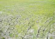 3.233 Hektare Sawah Terdampak Kekeringan di Lamongan Berhasil Dialiri Air