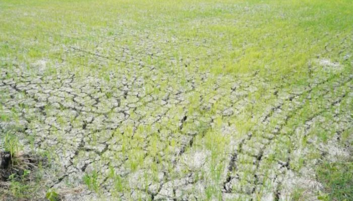 3.233 Hektare Sawah Terdampak Kekeringan di Lamongan Berhasil Dialiri Air