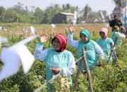 Diluncurkan di Jember, SIMODIS® Jadi Inovasi Syngenta untuk Atasi Serangan Thrips Cabai