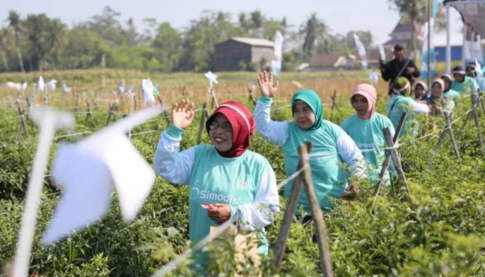 Diluncurkan di Jember, SIMODIS® Jadi Inovasi Syngenta untuk Atasi Serangan Thrips Cabai